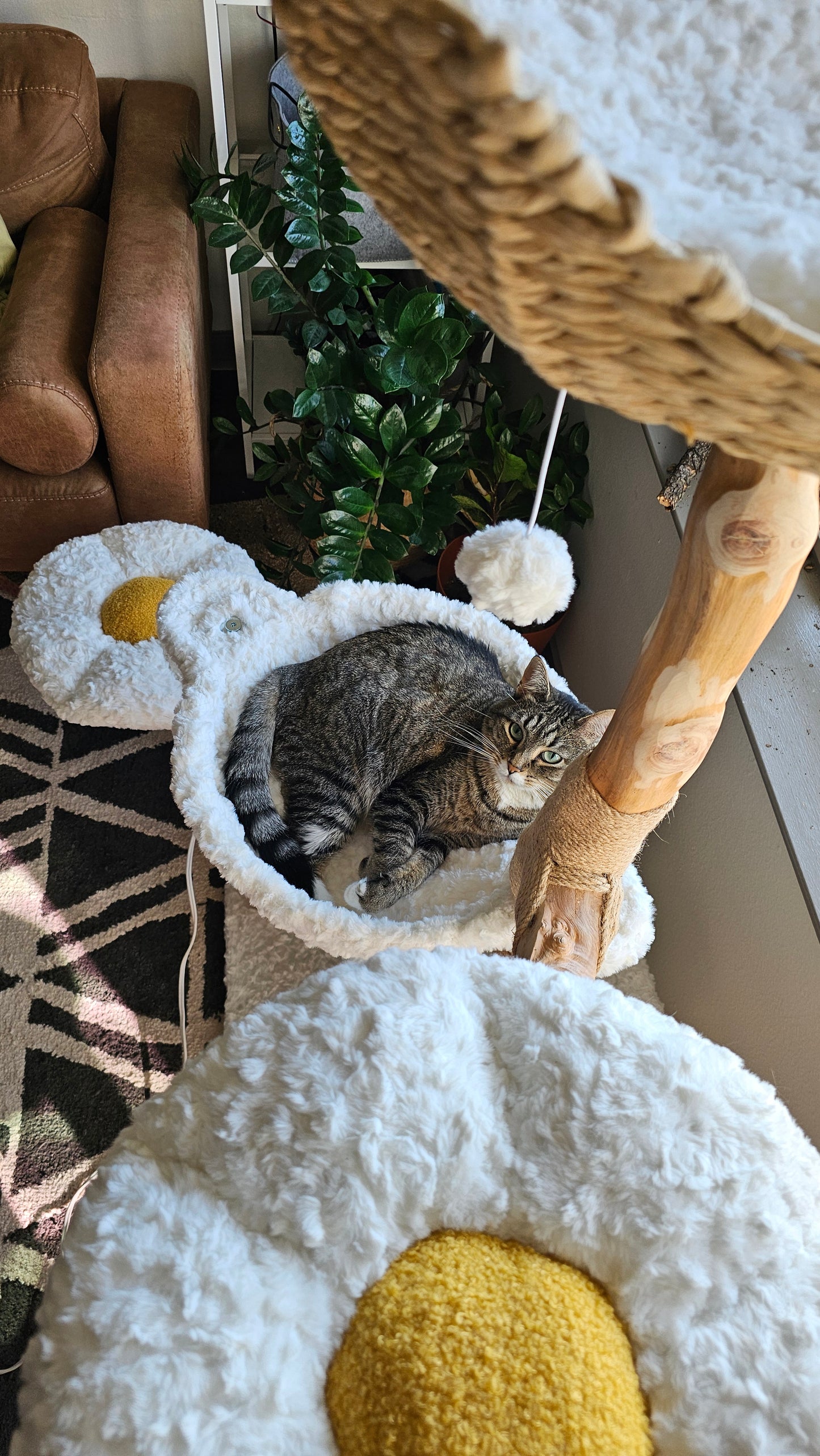 Nimbus